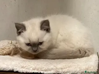 British Shorthair cats Colourpoint British Shorthair Kittens - Advert 5