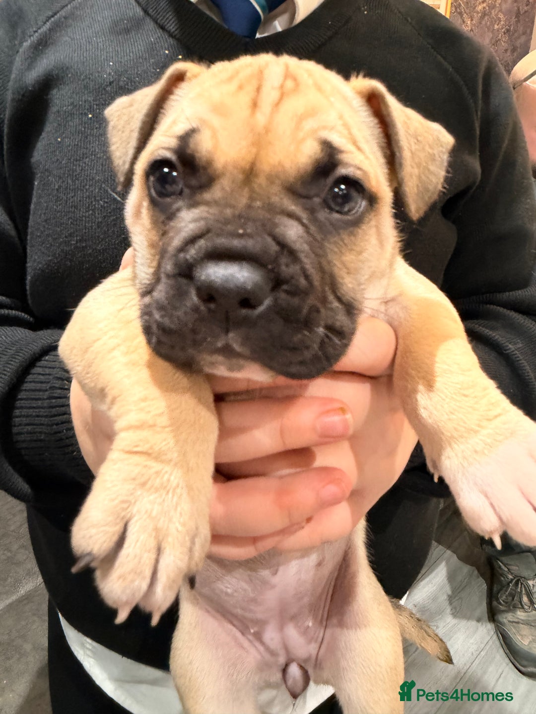 Mixed Breed dogs for sale: American french bully  - Advert 17