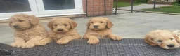 Double Doodle dogs for sale: Health and DNA tested Double Doodles - Advert 22