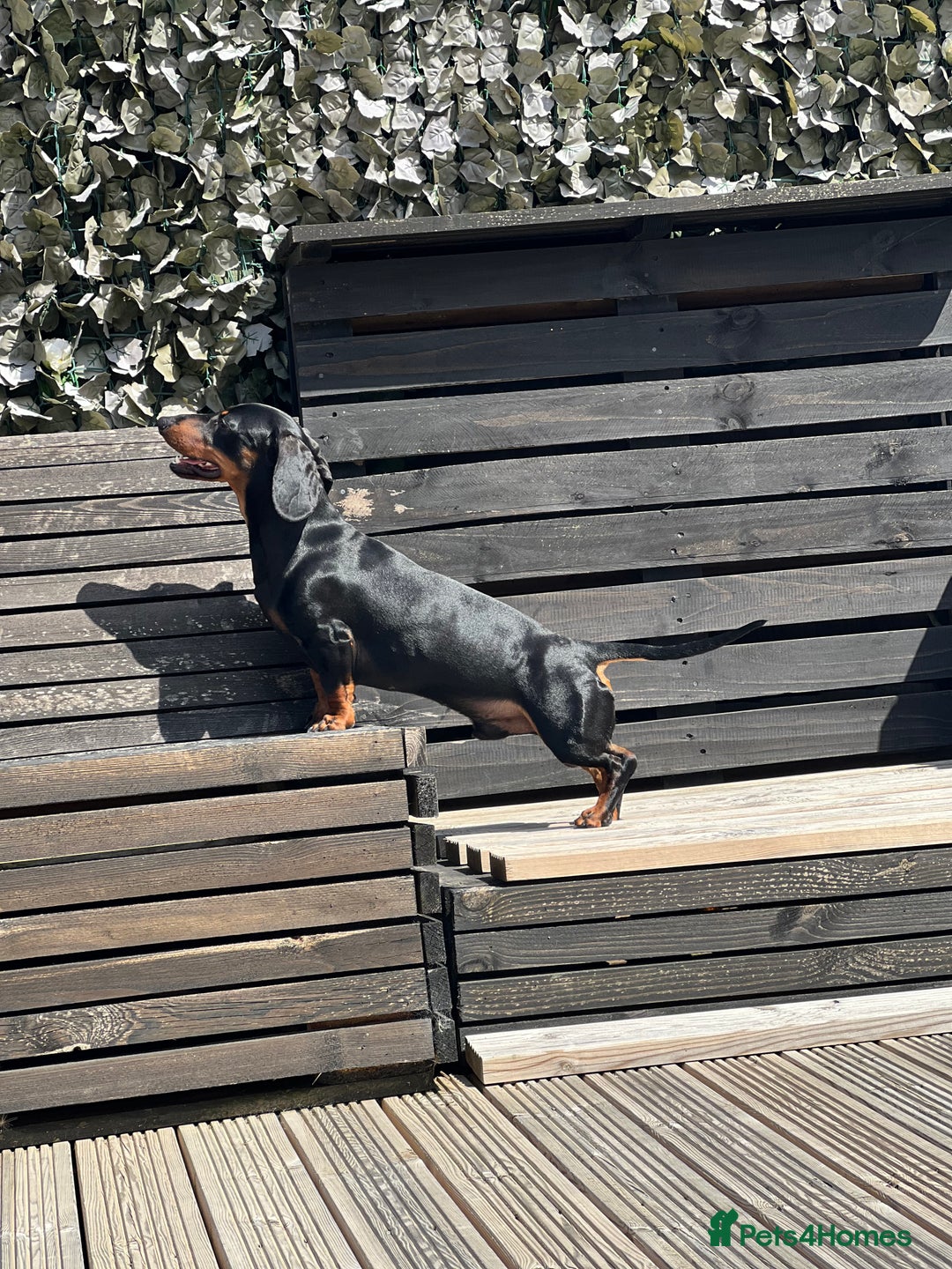 Dachshund dogs for stud: 4 Year Old Standard Dachshund For Stud Only in Ilkeston - Image 5