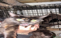 British Longhair cats for sale: Rescue kittens🧡 - Image 21