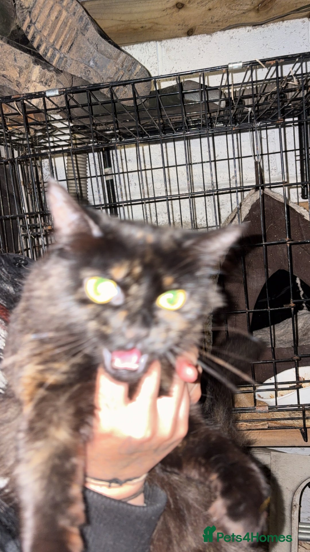 British Longhair cats for sale: Rescue kittens🧡 - Image 21