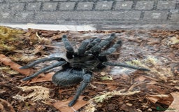 Tarantulas invertebrates for sale: Mature male Grammostola pulchra  - Image 2