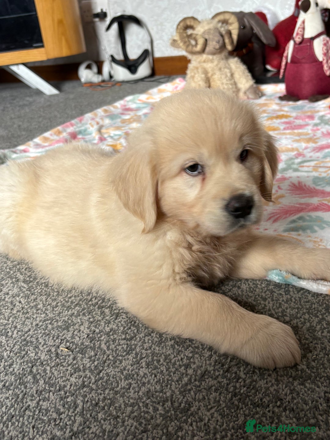 Golden Retriever dogs for sale: Golden retriever puppies  - Image 14