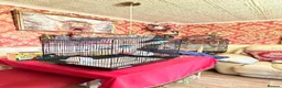 Budgerigars birds for sale: female budgie in Burgess Hill - Advert 3