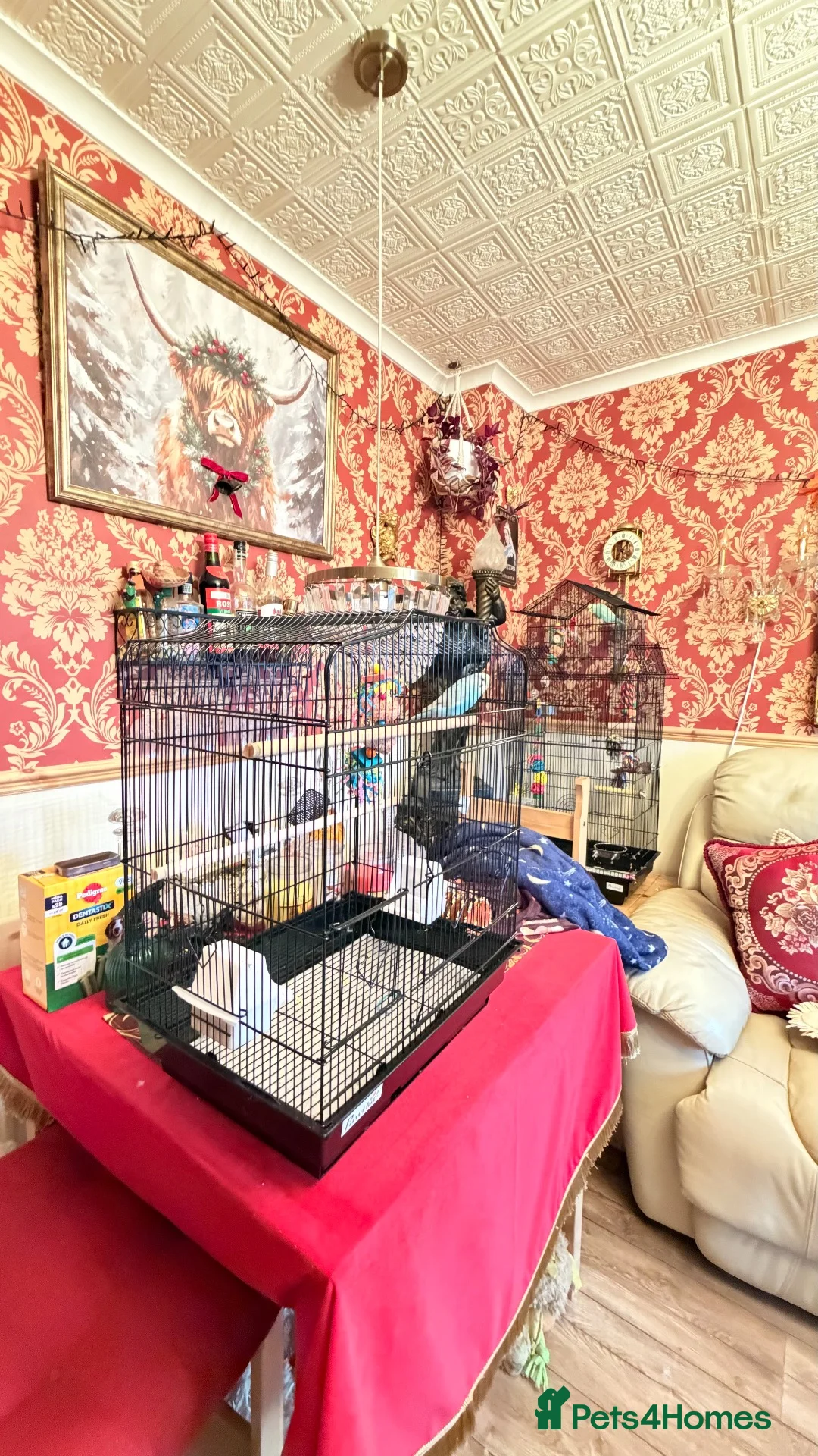 Budgerigars birds for sale: female budgie in Burgess Hill - Advert 3