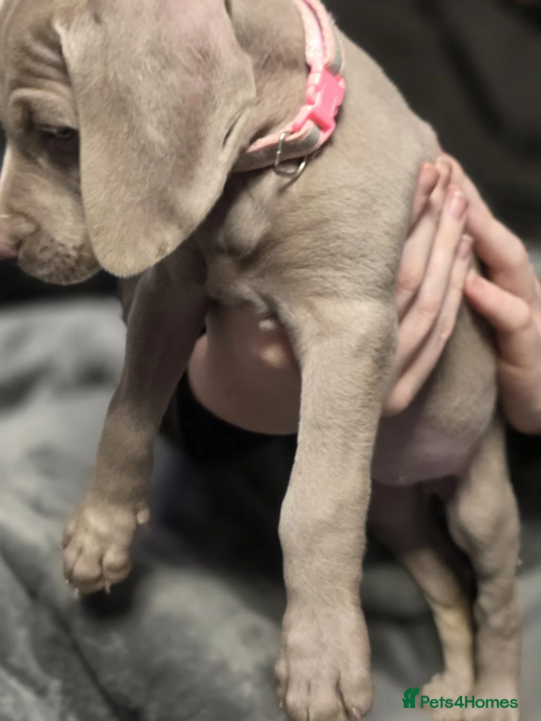Weimaraner dogs for sale: Weimaraner gunalt champion bloodline KCregistered  - Advert 17