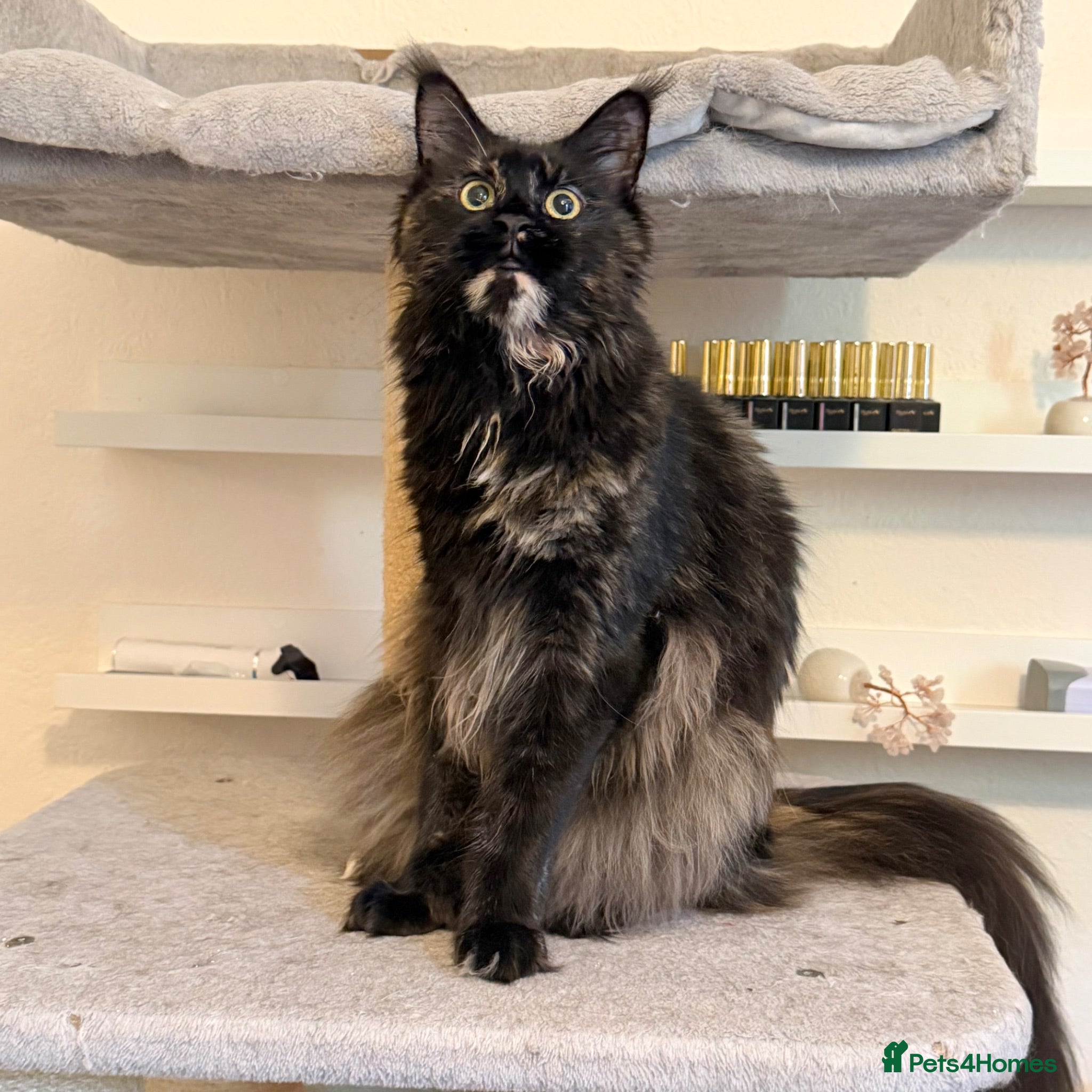Maine Coon cats Retired Queen - Advert 1