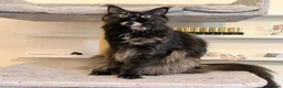 Maine Coon cats for sale: TICA Registered - Affectionate, Lap Cat, Gentle - Advert 1