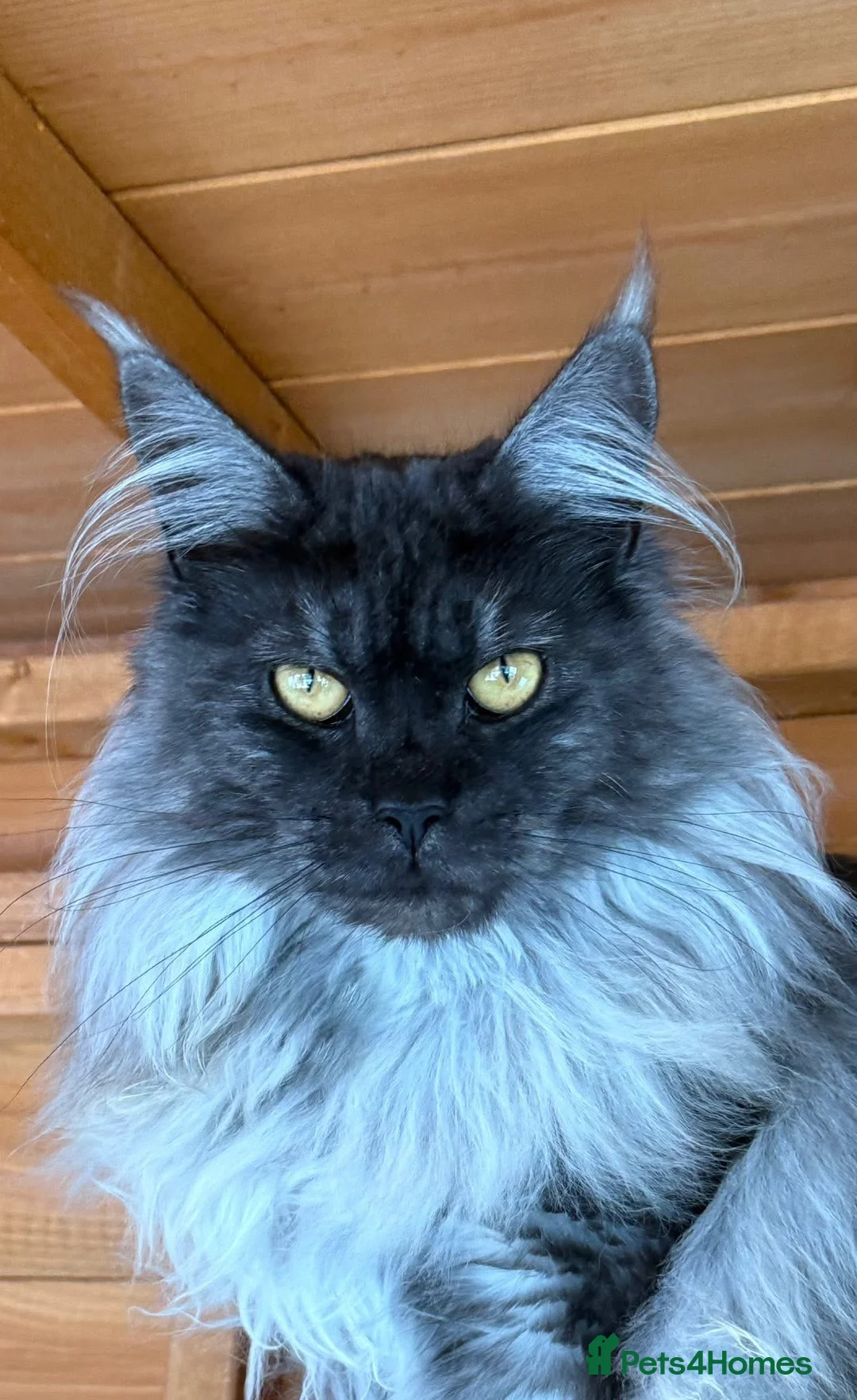 Maine Coon cats for sale: Anderpride waiting list is open 📣.  - Advert 2