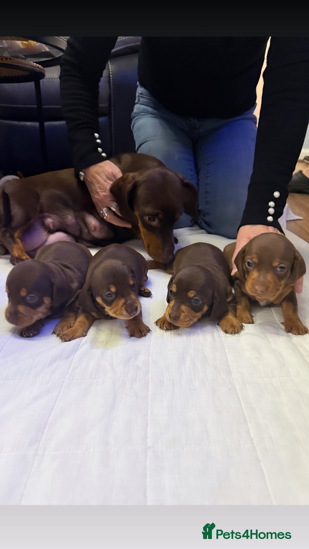 Miniature Dachshund dogs for sale: Chocolate & Tan Smooth haired - mini dachshund - Image 1