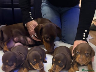 Miniature Dachshund dogs for sale - Advert 1