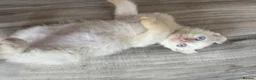 Mixed Breed cats for sale: Beautiful boy - Advert 5