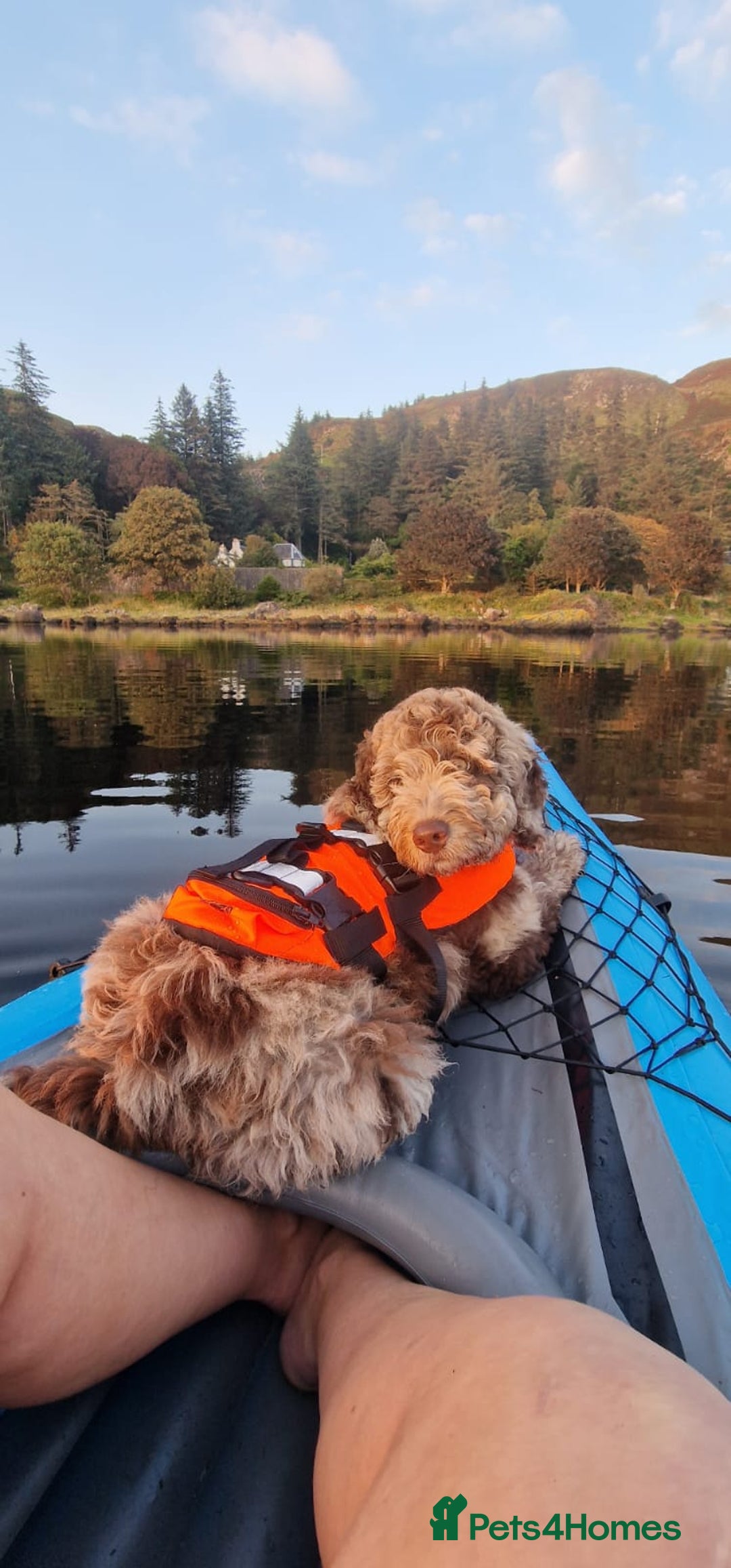 Australian Labradoodle dogs for sale: *waiting list* Australian labradoodles - Image 20