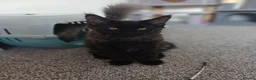 Maine Coon cats for sale: Maine coon kittens(pure breed) - Advert 11