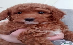Cavapoo dogs for sale: ONLY 3 LEFT! STUNNING F1B CAVAPOO PUPPIES! - Image 2