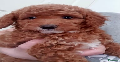 Cavapoo dogs - Advert 5