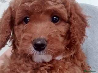 Cavapoo dogs - Advert 13