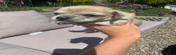 Chihuahua dogs for sale: Chihuahua puppy in Hengoed - Advert 6
