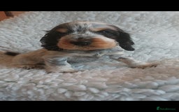 Cocker Spaniel dogs for sale: Kc registered, show type Cocker spaniel Puppies  - Image 1