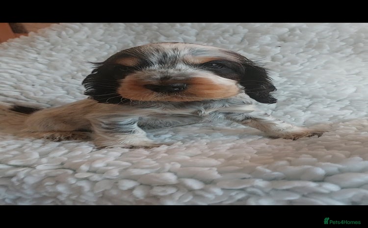Cocker Spaniel dogs - Advert 4