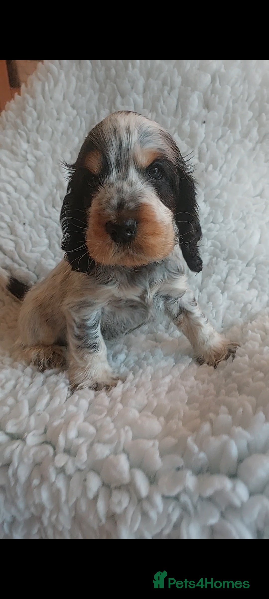 Cocker Spaniel dogs for sale: Kc registered, show type Cocker spaniel Puppies  - Image 1