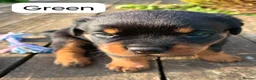 Rottweiler dogs for sale: Lovely Chunky Rottweiler Puppies in Eyemouth - Advert 26