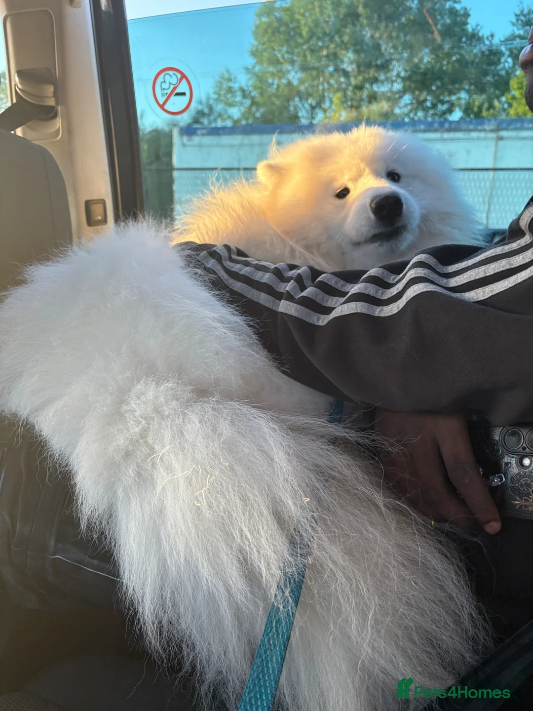 Samoyed dogs for sale: 🐾Pure Bred Samoyed🐾 in Dagenham - Advert 2