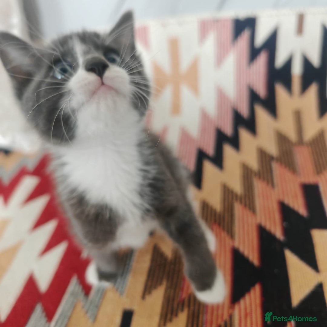 Mixed Breed cats for sale: 3 beautiful kittens left for sale!! - Image 9