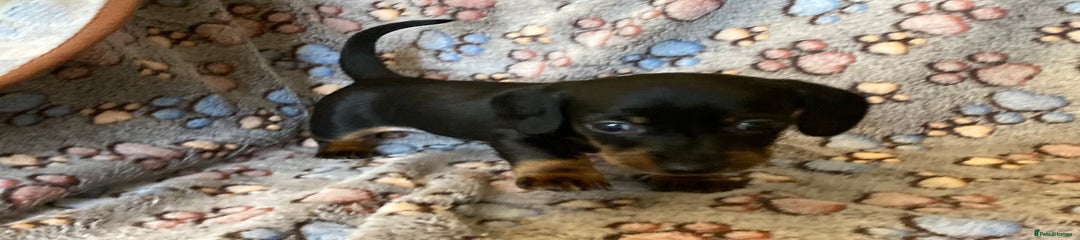 Miniature Dachshund Puppy 1
