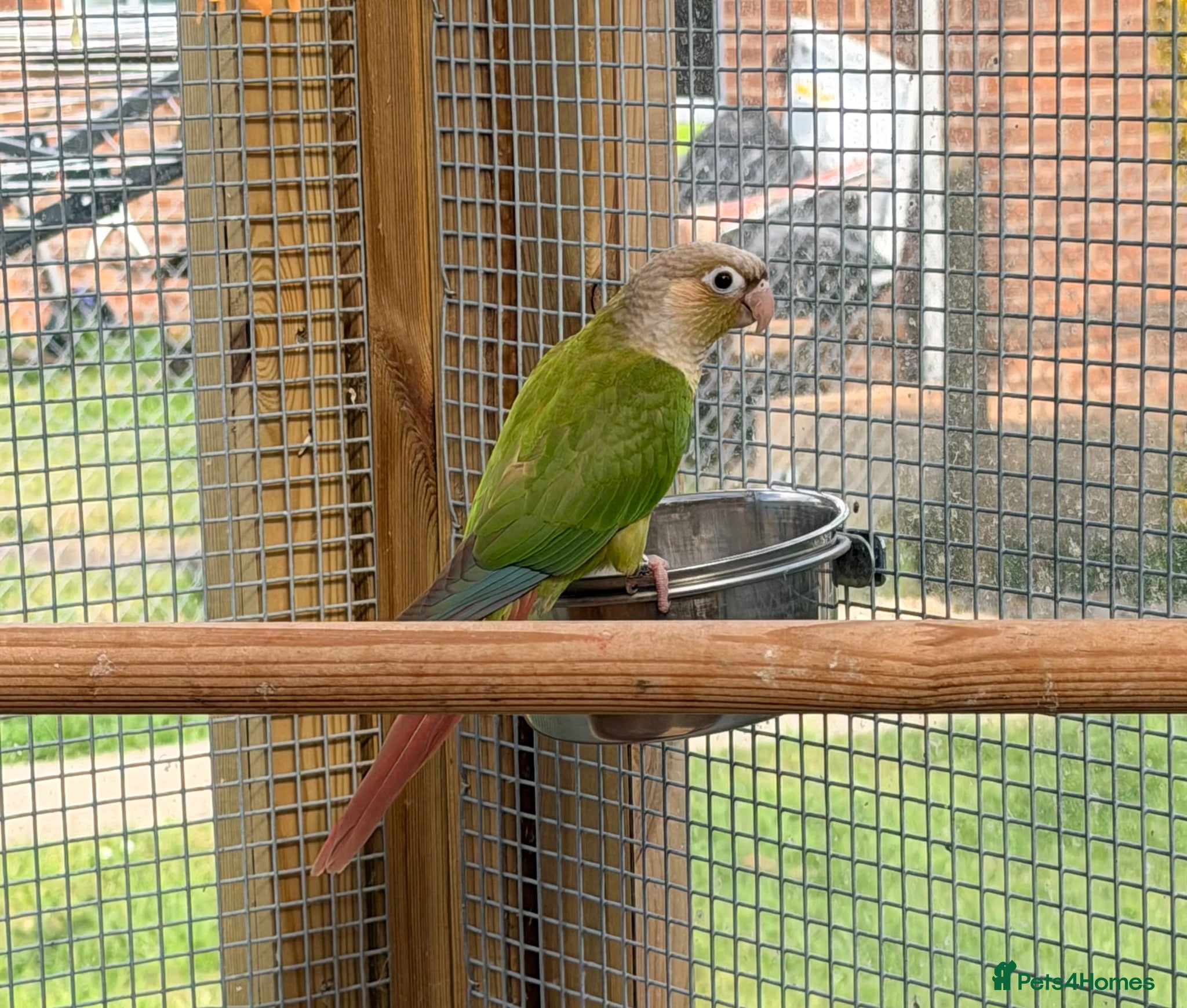 Conures birds Female conures  - Advert 1