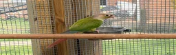 Conures birds for sale: Female conures  in Alford - Advert 1