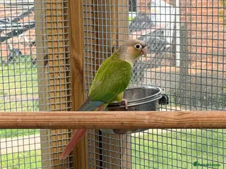 Conures birds Female conures - Advert 1