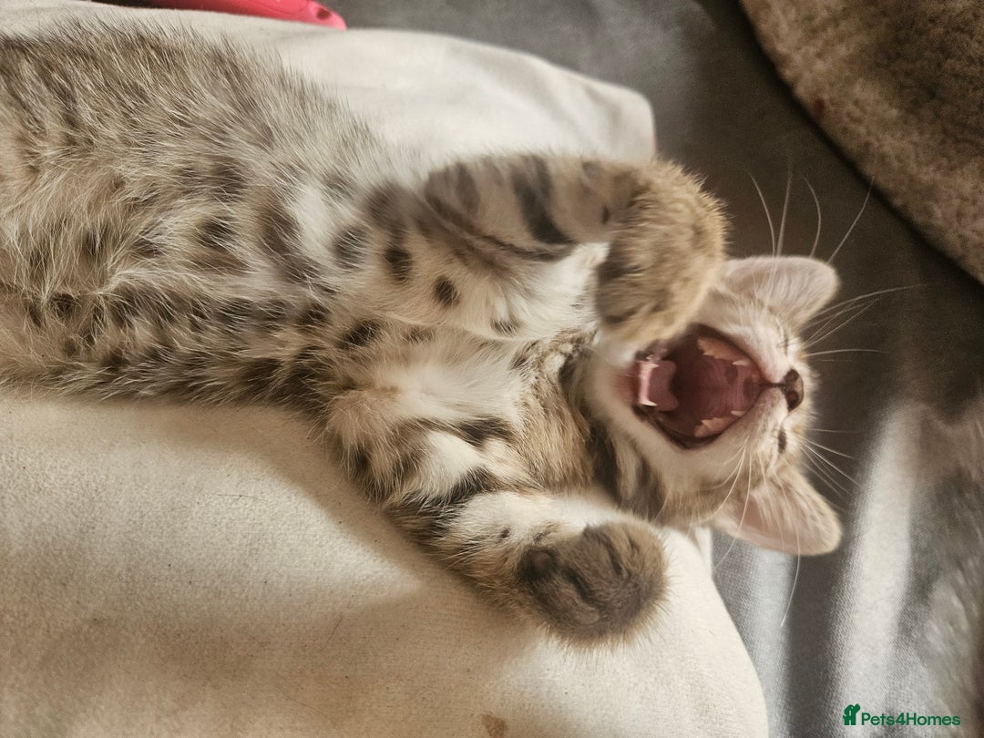 Mixed Breed cats for sale: Bengal cross kittens. 4 left!!! - Image 15