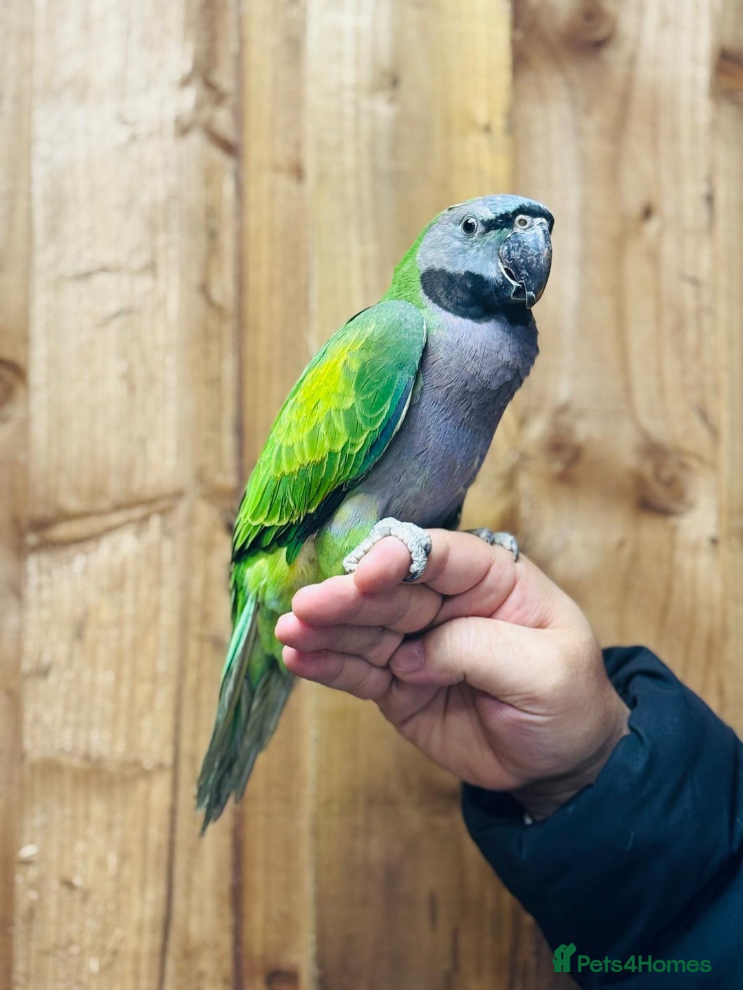 Parrots birds for sale: Darbyan parrot - Advert 2