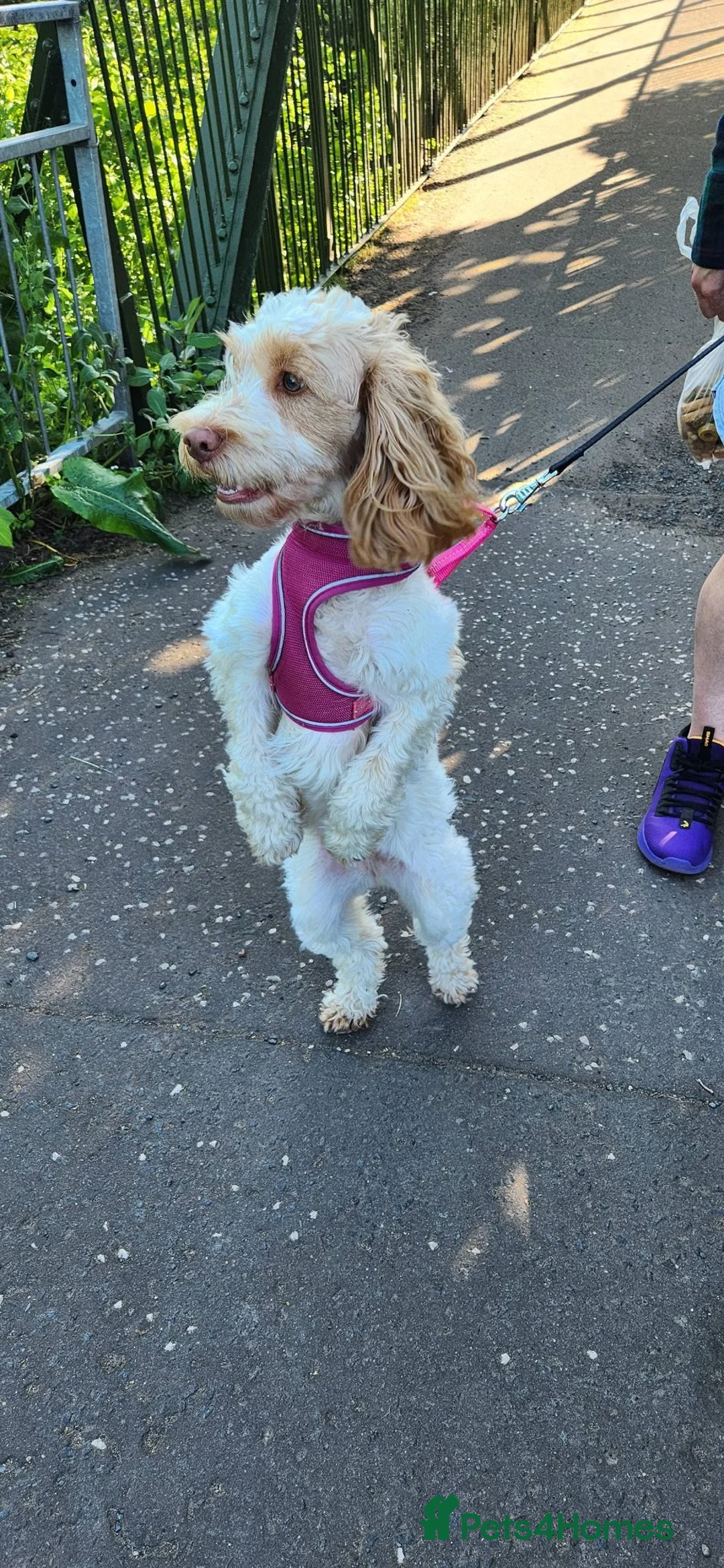 Cockapoo dogs for sale: Cockapoo pups for sale - Advert 20