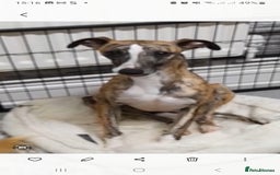 Whippet dogs for sale: Sadly for rehoming mother and son kc whippets. - Image 2