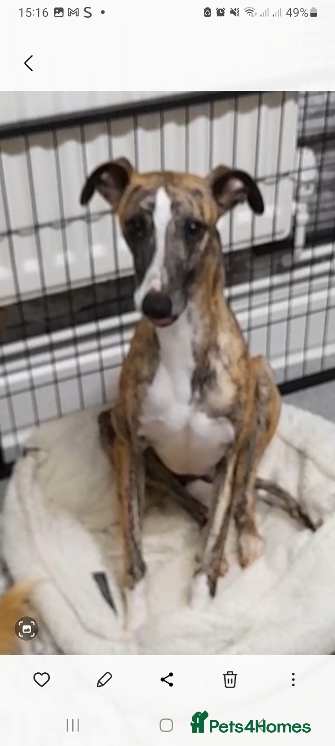 Whippet dogs for sale: Sadly for rehoming mother and son kc whippets. - Image 2
