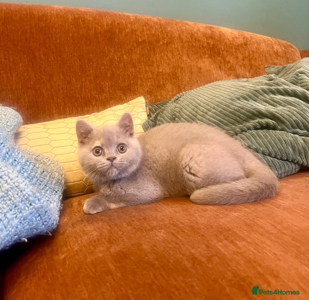 British Shorthair cats for sale: British shorthair females ready to leave soon GCCF - Advert 37