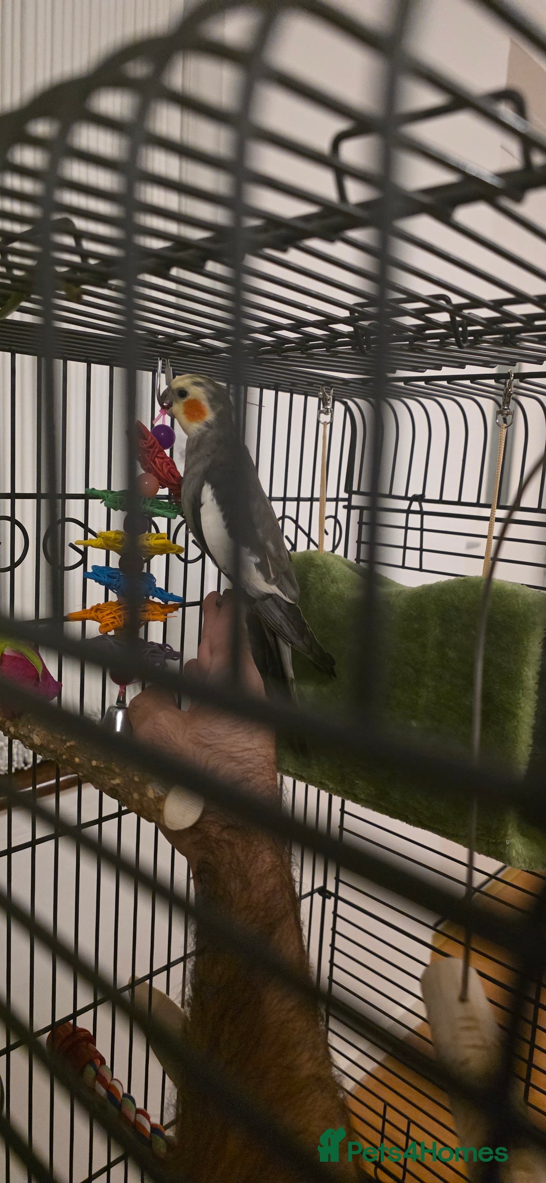 Cockatiels birds for sale: Cockatiel  - Image 2