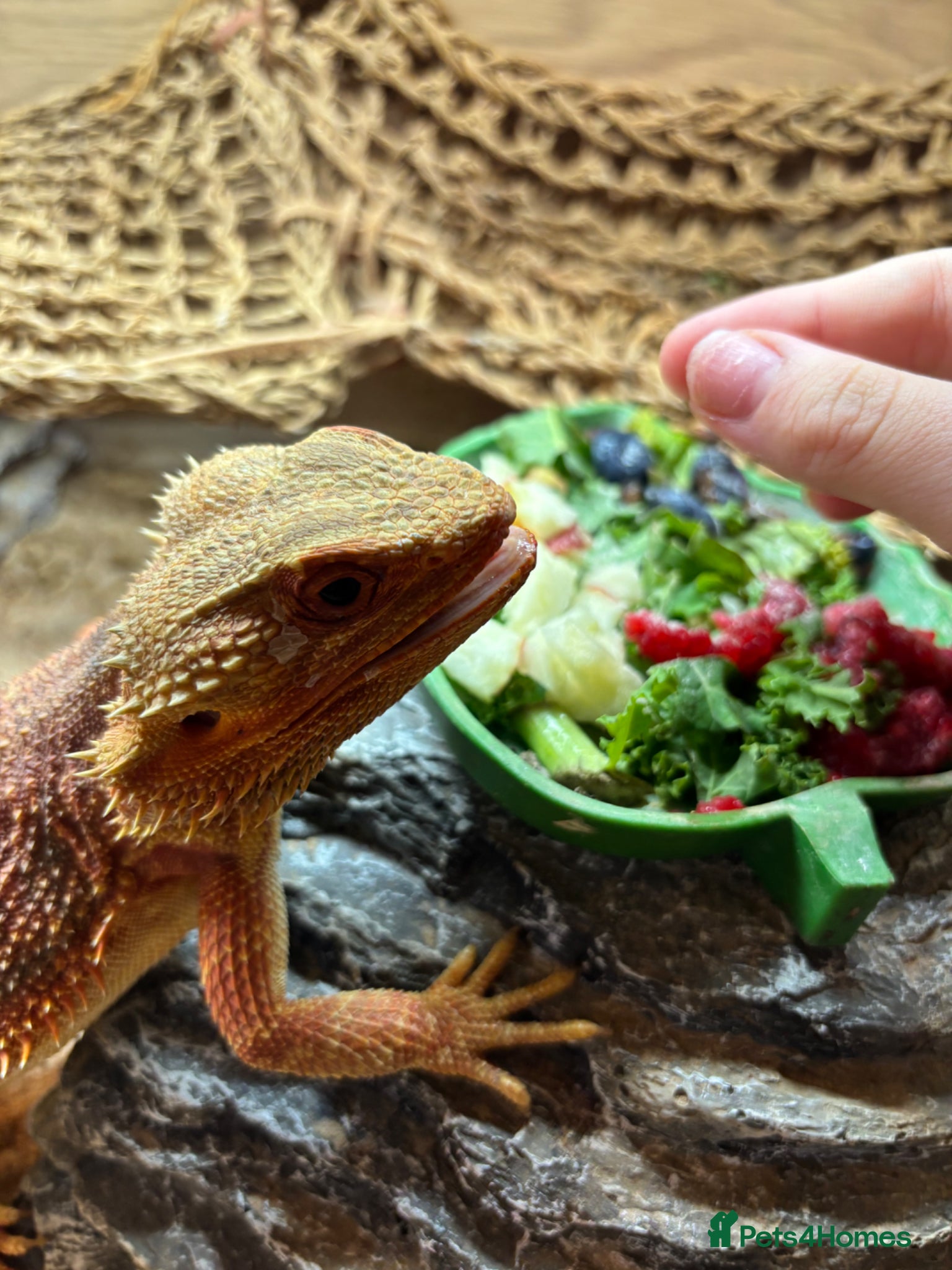 Bearded Dragon reptiles 2 bearded dragons for sale - Advert 2