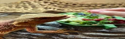 Bearded Dragon reptiles for sale: 2 bearded dragons for sale in Dereham - Advert 2