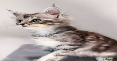 Maine Coon cats - Advert 3