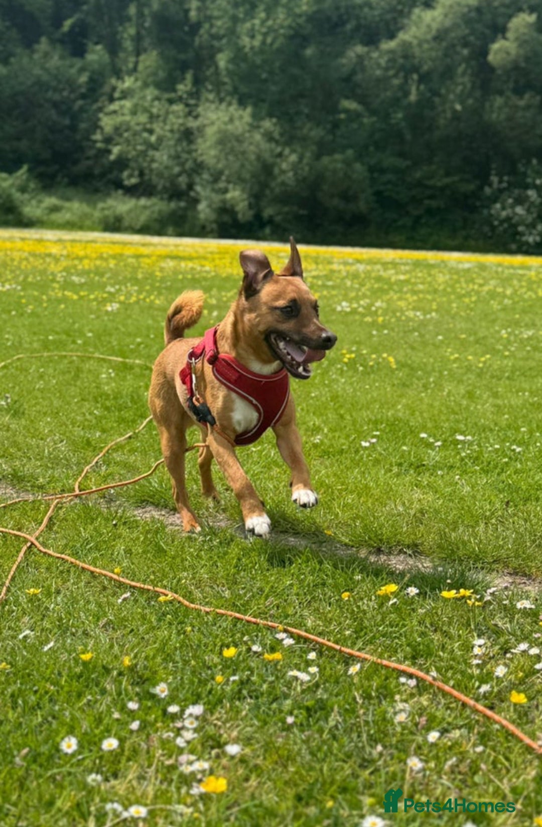 Mixed Breed dogs for sale: Miller - Advert 3