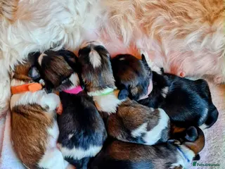 Shih Tzu dogs Shih-Tzu Puppies For Sale - Advert 1