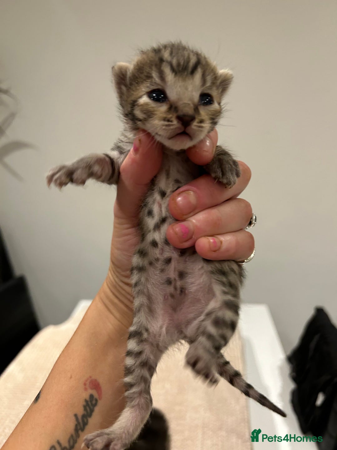 Savannah cats for sale: 5 f3 savannah  - Advert 3