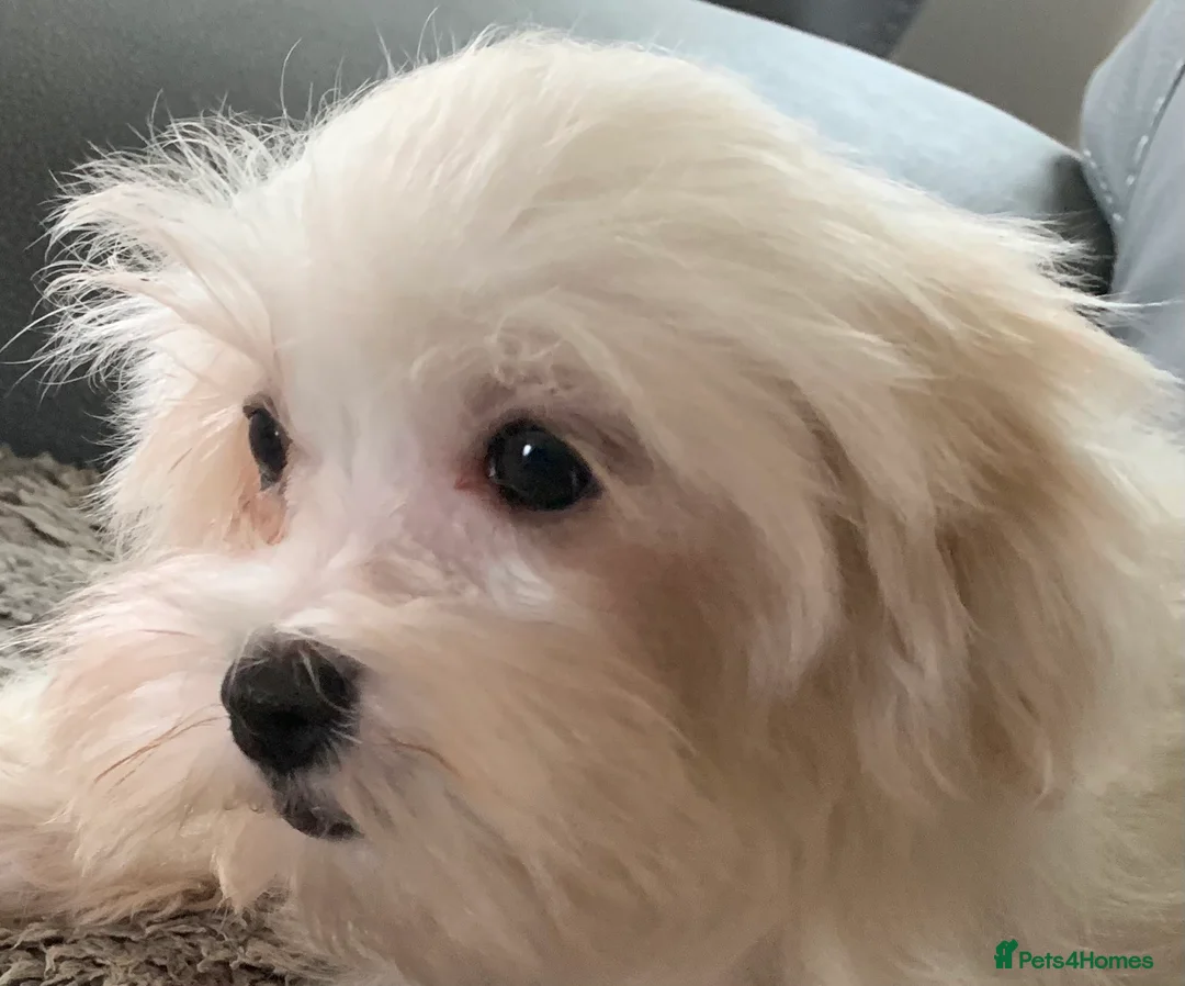 Maltese dogs for sale: Two beautiful little boys  - Advert 8