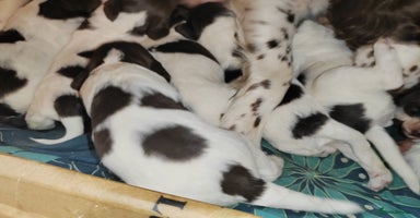 English Springer Spaniel dogs - Advert 2