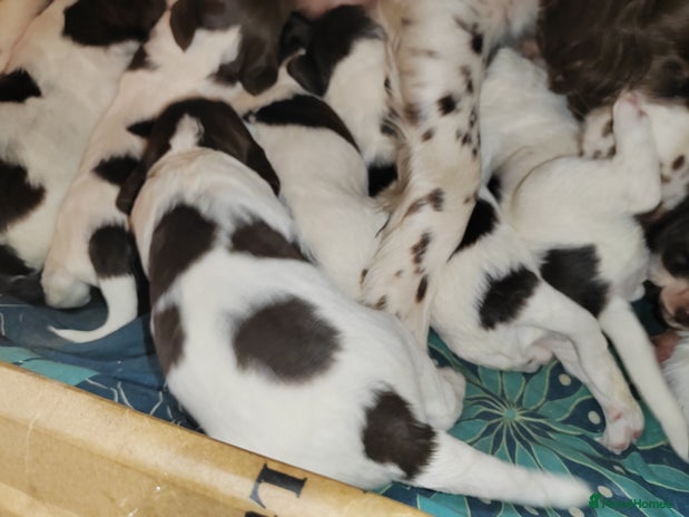 English Springer Spaniel dogs - Advert 1