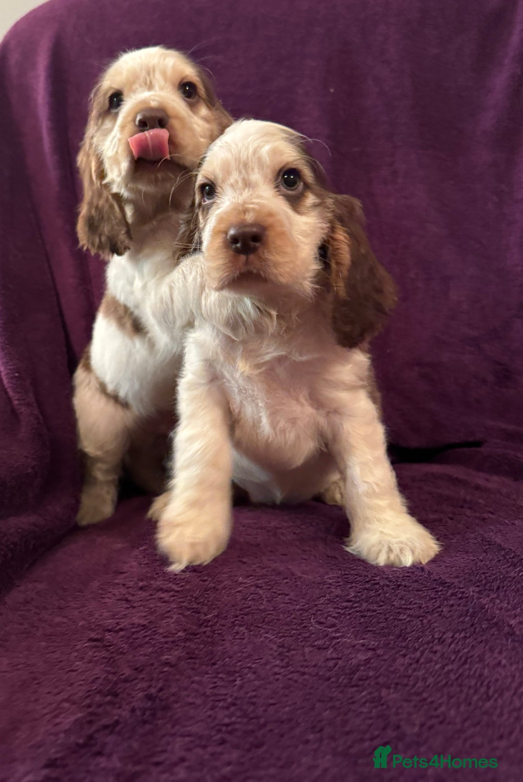 Cocker Spaniel dogs for sale: 🩷Stunning chocolate sable roan show type cocker🩷 - Advert 1
